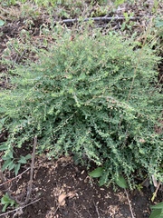 Phyllanthus tenellus