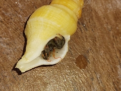 Paguroidea