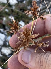 Cyperus oxylepis
