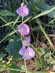 Sidalcea