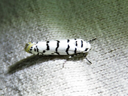 Ladder-backed Ethmia Moth photo 6