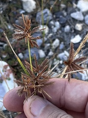 Cyperus oxylepis