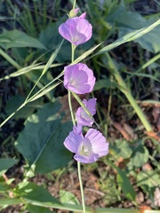 Sidalcea
