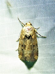 Elaphria chalcedonia