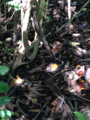 Micrurus tener tener