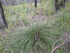 Xanthorrhoea minor lutea