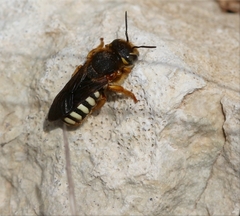 Rhodanthidium septemdentatum