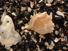 Struthiolaria papulosa