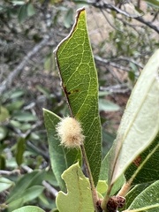 Druon quercuslanigerum