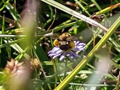 Melissodes dentiventris