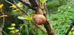 Cepaea nemoralis