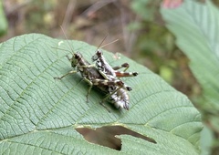 Booneacris glacialis