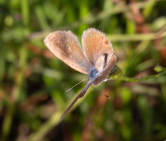 Hemiargus ceraunus