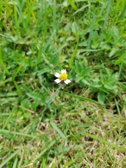 Tridax procumbens image