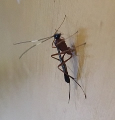 Nonninae