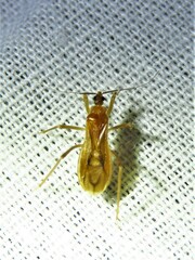 Oncerotrachelus pallidus