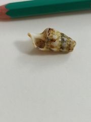 Cerithium vulgatum