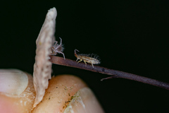 Orchesella flavescens