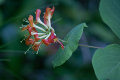 Lonicera hirsuta