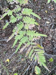 Pteridium aquilinum pseudocaudatum