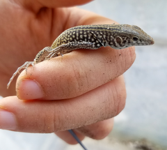 Aspidoscelis tigris