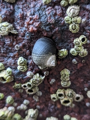 Semibalanus balanoides