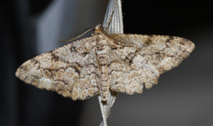 Peribatodes secundaria