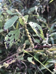 Boehmeria cylindrica