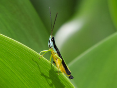 Chiapacris nayaritus