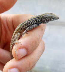Aspidoscelis tigris