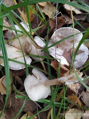 Clitocybe