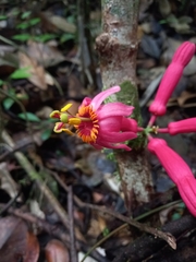 Passiflora amoena