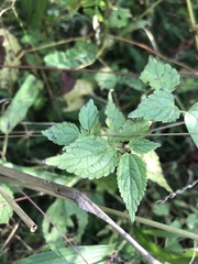 Boehmeria cylindrica