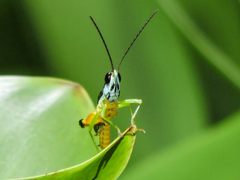 Chiapacris nayaritus
