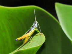 Chiapacris nayaritus