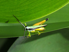 Chiapacris nayaritus