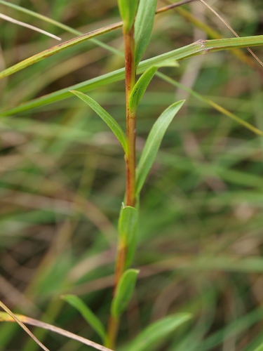 Ohio Goldenrod