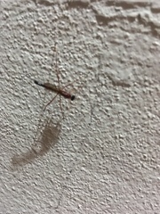 Nonninae