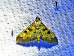 Diacme elealis
