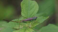 Conocephalus strictus