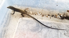 Aspidoscelis tigris