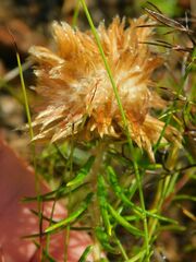 Phylica pubescens