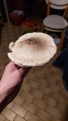 Macrolepiota mastoidea