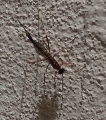 Nonninae