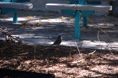 Turdus migratorius