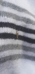 Chironomidae
