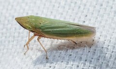 Draeculacephala balli