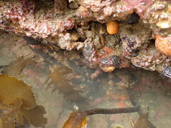 Cryptoconchus porosus