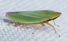 Draeculacephala balli