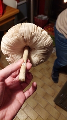 Macrolepiota mastoidea